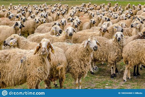Sheep Herd On Grass Looking Across Konya Turkey Stock Photo Image