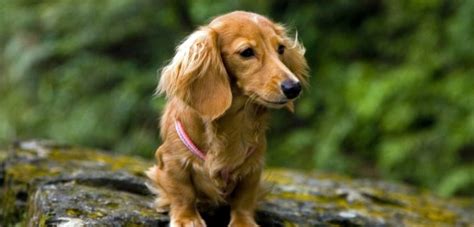 Light Red Long Haired Dachshund What Is This Coat Type And Is It Rare
