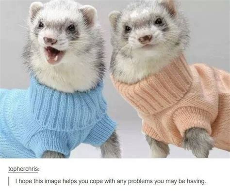 Animals Are Better Than Most People 👌 Funny Ferrets Cute Ferrets