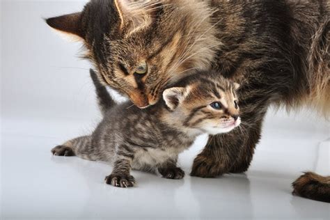 How Does A Cat Carry A Kitten Interesting Facts And Tips