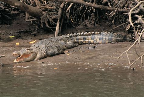 Tarutao The Magic Spell Of Andaman Sea The Estuarine Crocodile