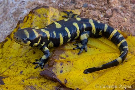 Barred Tiger Salamander Flickr Photo Sharing