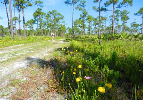 Sand pine scrub, pine flatwoods. Jonathan Dickinson State Park cabins: Good for explorers