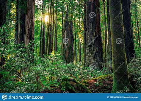 Sunrise In The Redwoods Redwoods National And State Parks California