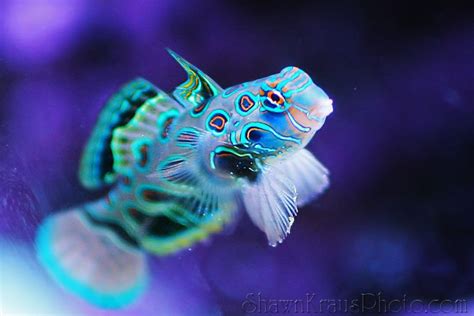 Glow In The Dark Fish Pet Fish Ocean Animals Glow In The Dark