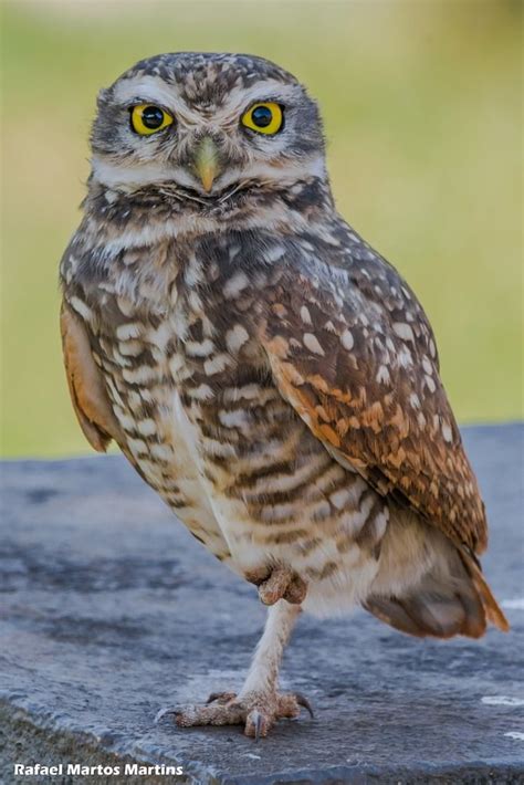 Coruja Buraqueira Burrowing Owl Athene Cunicularia Burrowing Owl