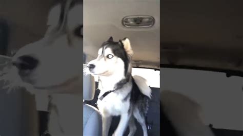 Adorable Siberian Husky Is Extremely Excited For The Dog Park Youtube