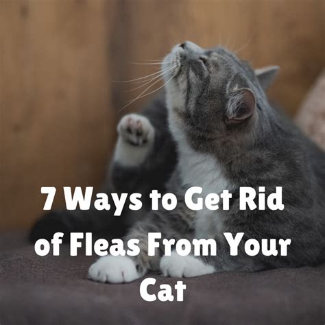 7 Ways To Get Rid Of Fleas From Your Cat Pethelpful