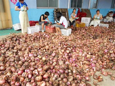 Iqf Onions Supplier