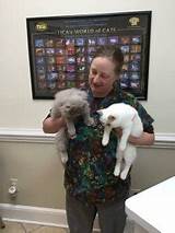 Photos of Cat Clinic Jacksonville Nc