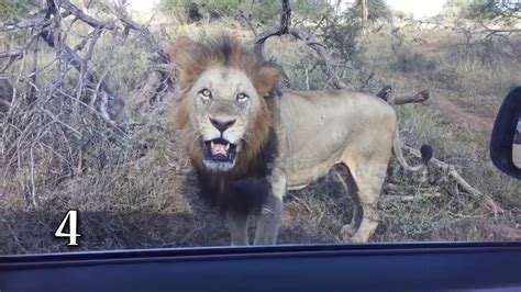Top 5 Close Encounters With Lions At Kruger National Park Youtube