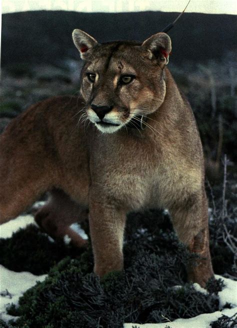 Cougar Puma Concolor 퓨마쿠거 Portrait Display Full Image