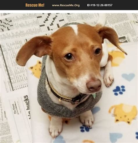On the street of southwest archer road and street number is 5403. ADOPT 19122600157 ~ Dachshund Rescue ~ Gainesville, GA