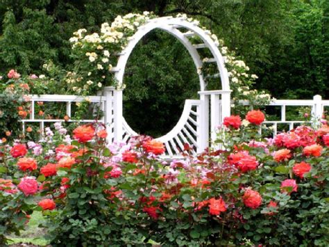 Beautiful Rose Flower Garden Images Best Flower Site