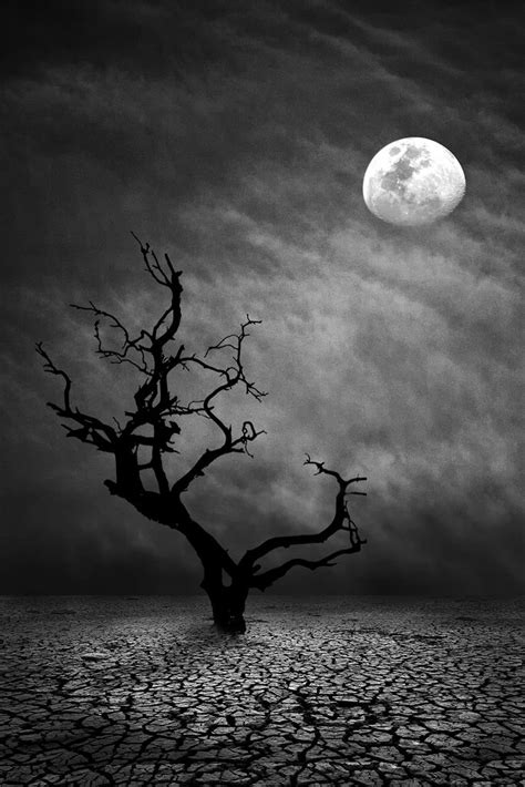 ~~lonely Night Moon And Lone Tree Monochrome By