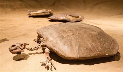 Farmer Discovers Fossilized Egg Of Prehistoric Giant Turtle Reveals
