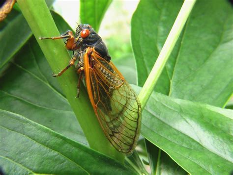 Gazillions Of Cicadas Are Preparing To Invade The Us And 2020 Just