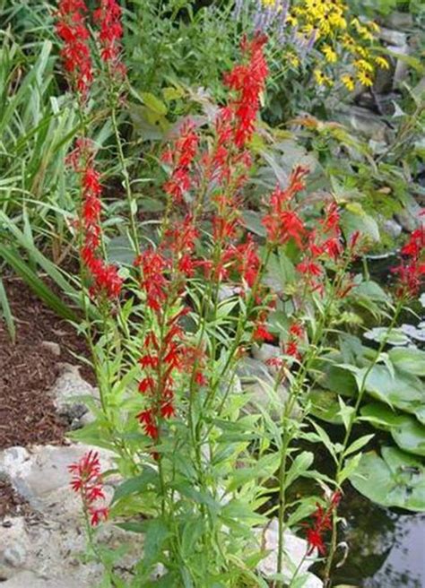 Red Cardinal Flower Perennial Landscape Curb Appeal Etsy