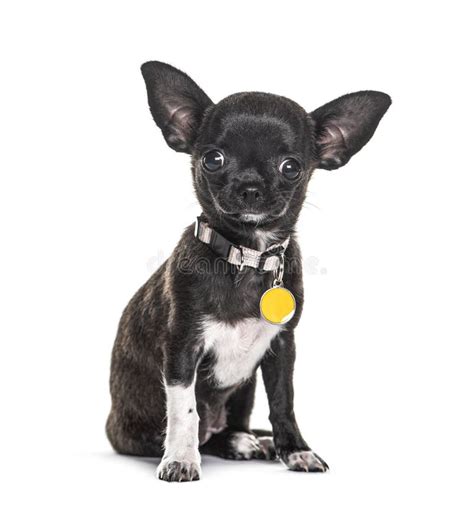 Black Chihuahua Stock Photo Image Of Animal Afraid 35364164