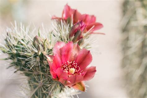 Beautiful Blooming Wild Desert Cactus Flowers Stock Photo Image Of