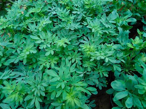 Los romanos consideraban a esta planta como sagrada. ¿Es Efectivo Abortar con Ruda en 2020? | Te lo Contamos Todo