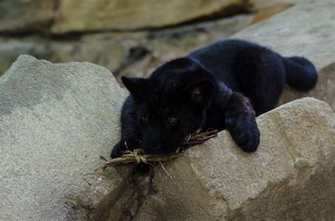 Baby Black Jaguar By Hydradominatus On Deviantart