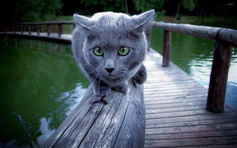 Grey Cat Wallpaper Animal Wallpapers 17410