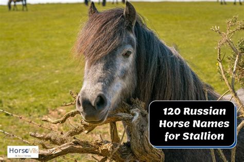 475 Startling Russian Horse Names For Stallions And Mares
