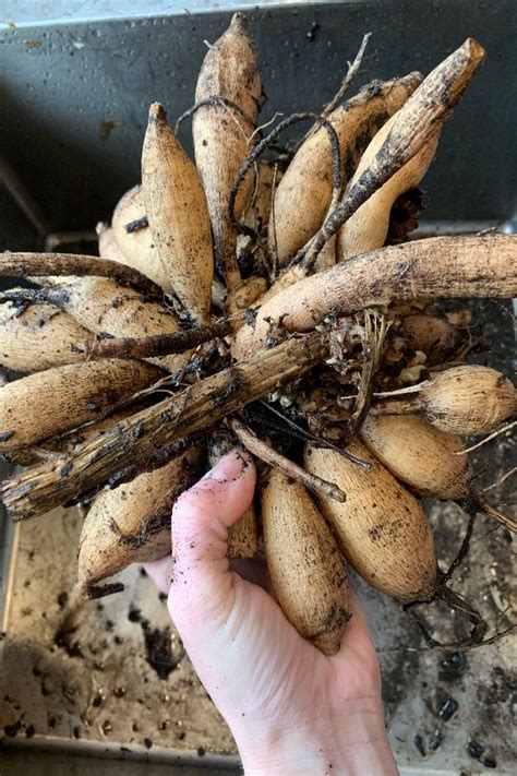 Dahlias will grow from seed, but they are most often grown from division. Splitting your Dahlia tubers can be SO intimidating if you ...