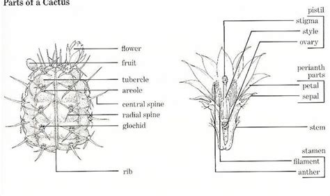 Cactus Diagram