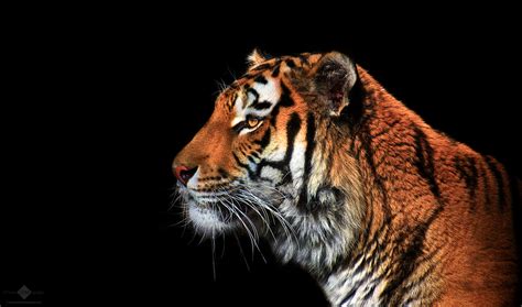Tiger Portrait On Black Background Chm Photography