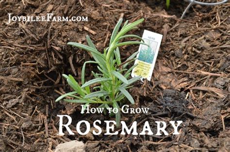 How To Grow Rosemary Joybilee Farm Diy Herbs