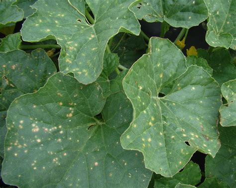 Reasons For White Spots On Leaves