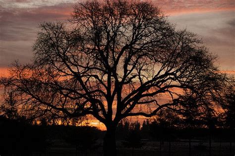 Oak Tree Sunrise Sunrise Explore Nature Nature