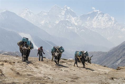 Nepal Solo Khumbu Everest Dingboche Sherpa Guiding Pack Animals