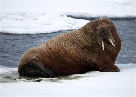 What Are Walruses With Pictures