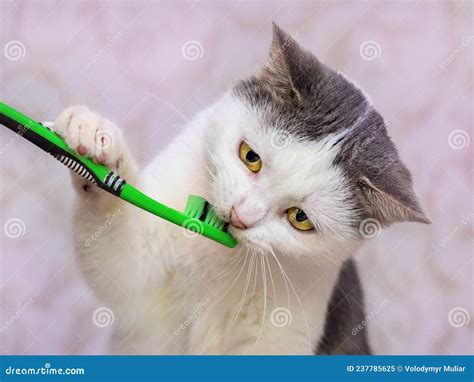 Cat With A Toothbrush In His Mouth Brushing Teeth Stock Image Image