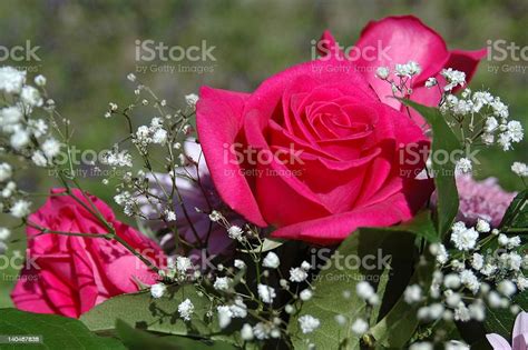 Red Rose And Babys Breath Stock Photo Download Image Now