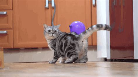 Effect Of Static Electricity With Balloons Cats Know
