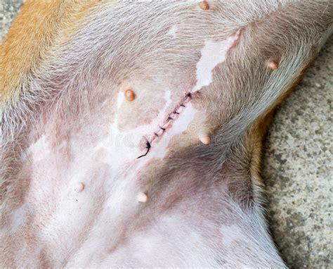 Dogs can find it hard to stay still for long periods of time. Wound After Spaying Female Dog Stock Photo - Image: 57584648