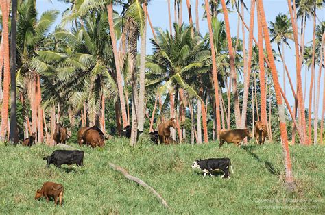 Cow Coconut Palm Trees Fiji 016355 Matthew Meier Photography
