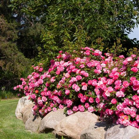 Rosa Easy Elegance Baiset Rose Garden Center Marketing