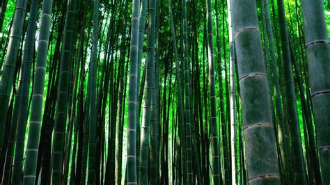 Bamboo Forest Hd Wallpapers Top Free Bamboo Forest Hd Backgrounds
