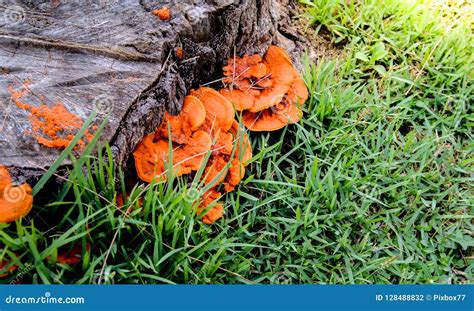 Orange Mushroom Growth On Wood Pycnoporus Cinnabarinus Also Kn Stock