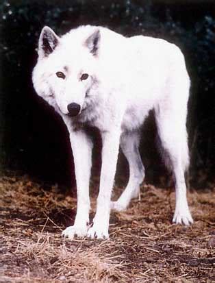 He's a purebred, registered, black and white great pyrenees male imported from canada. Can you tell a wolf hybrid by looking at it? | Natural History