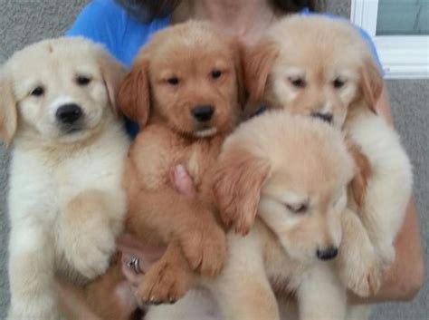 California residents can opt out of sales of personal data. Beautiful AKC Golden Retriever puppies for Sale in Lake ...