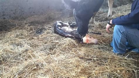 Rain Giving Birth Beef Cow Calving Youtube