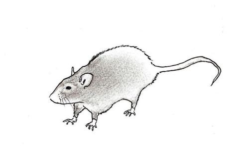 Easy Rat Drawing