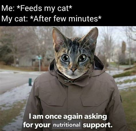 Feeding My Cat Funny Relatable Memes Funny Images Cat Memes