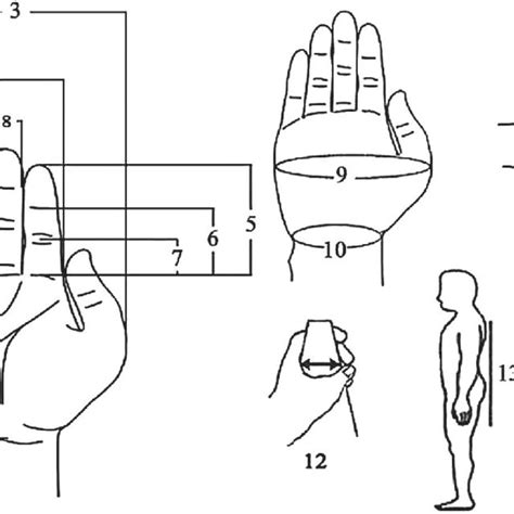 Percentile Values Of Hand Dimensions Mm In Right And Left Hands